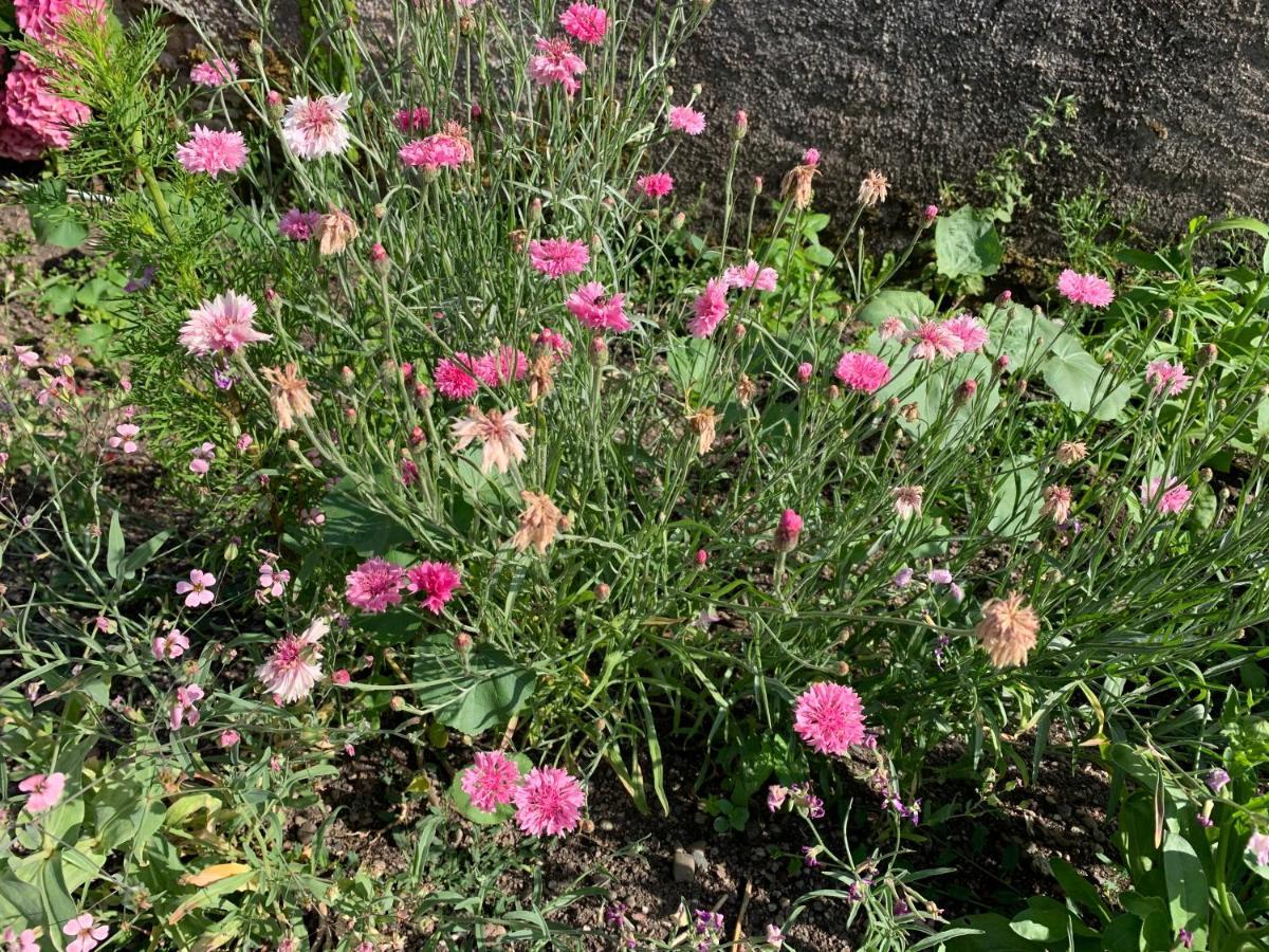 Les Jardins D'Elise, Calme Et Verdure A Lure Lure  Bagian luar foto
