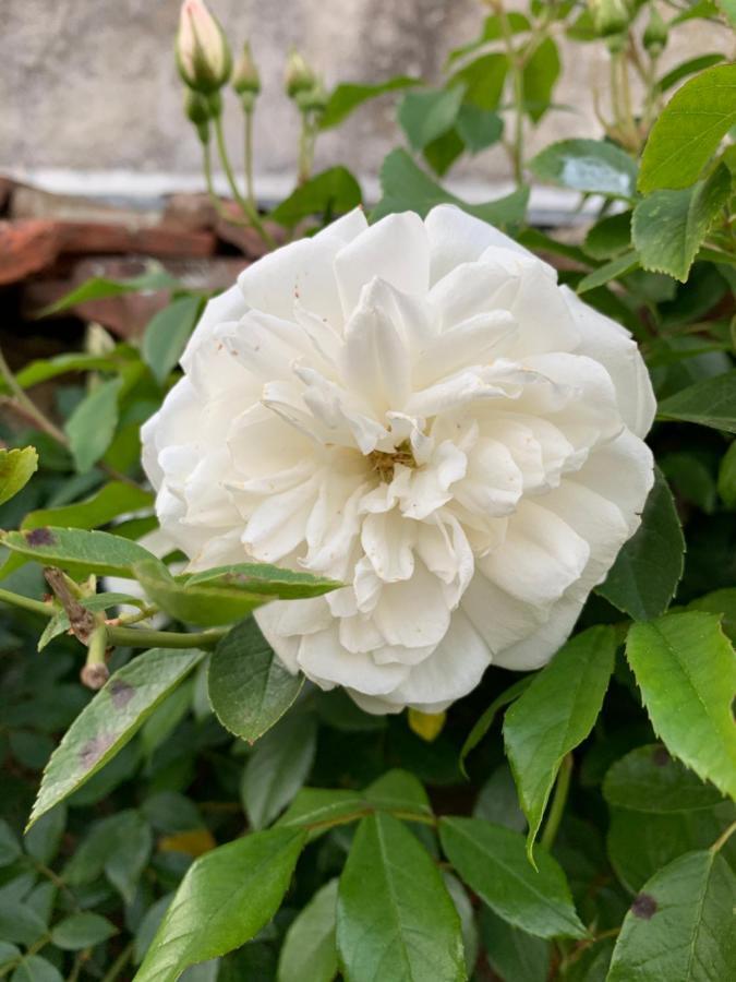 Les Jardins D'Elise, Calme Et Verdure A Lure Lure  Bagian luar foto